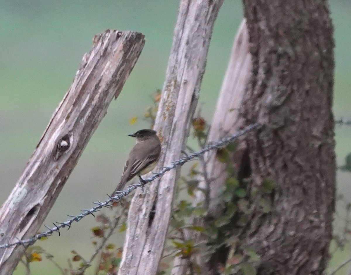 Eastern Phoebe - ML611337020