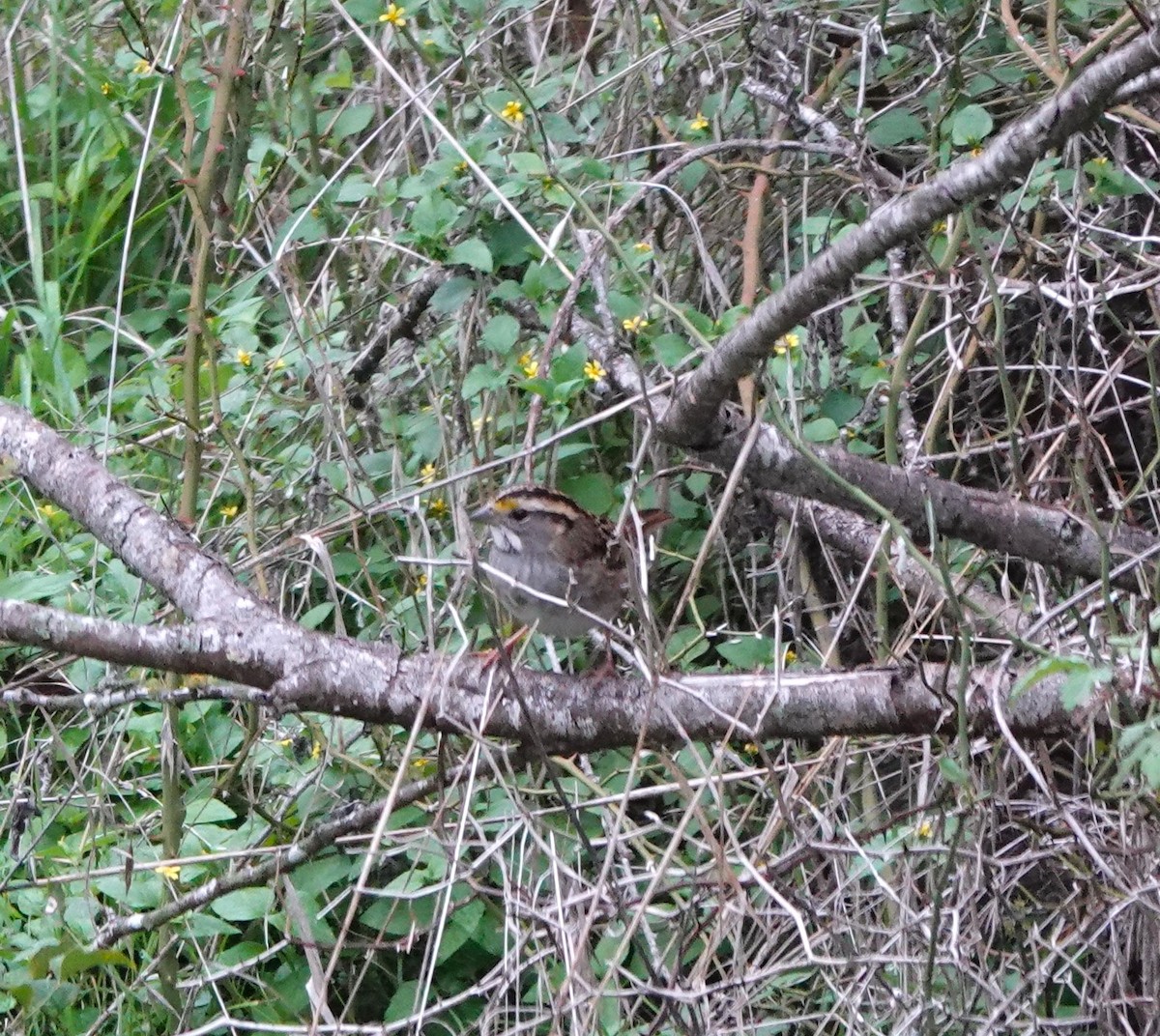 White-throated Sparrow - ML611337035