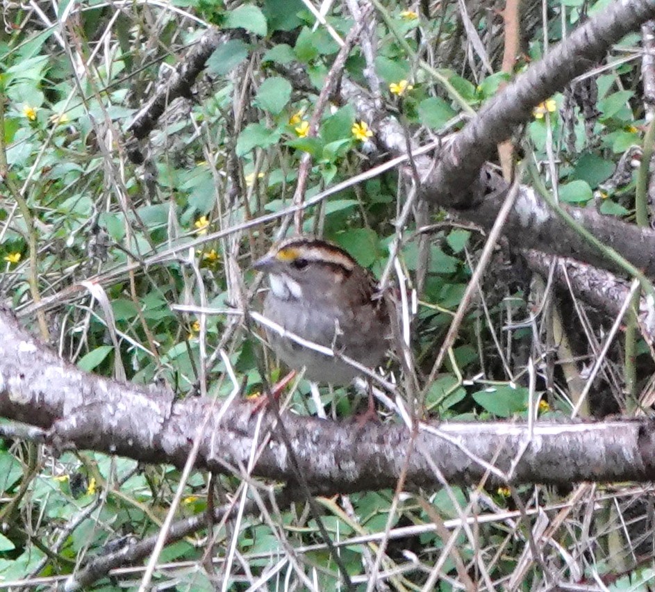 White-throated Sparrow - ML611337042