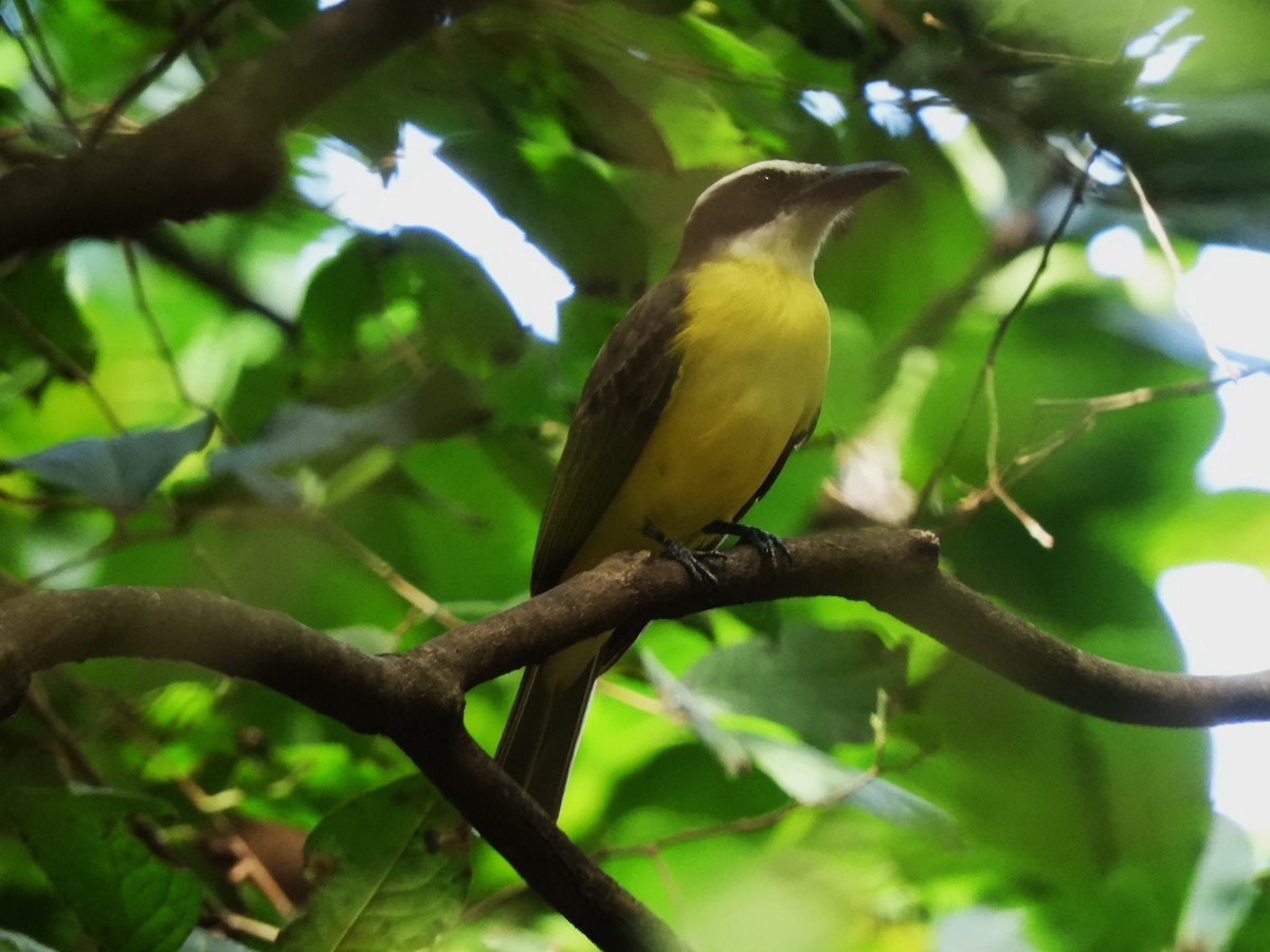 Boat-billed Flycatcher - ML611337144