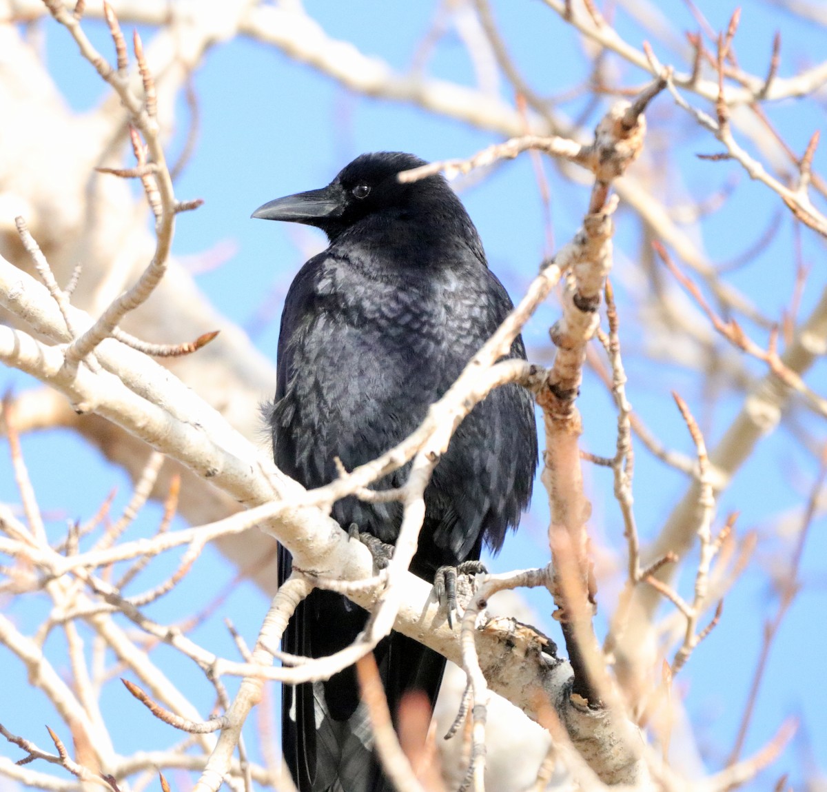 American Crow - ML611337242