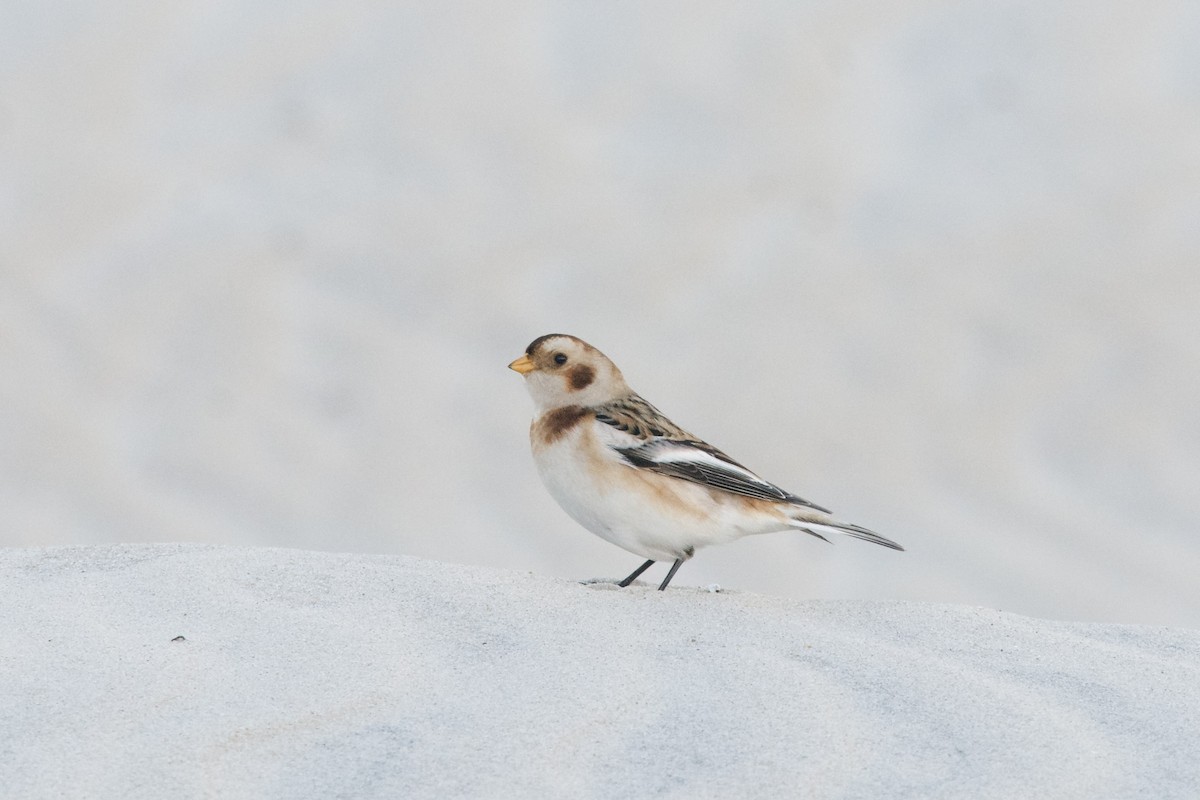 Snow Bunting - ML611337271