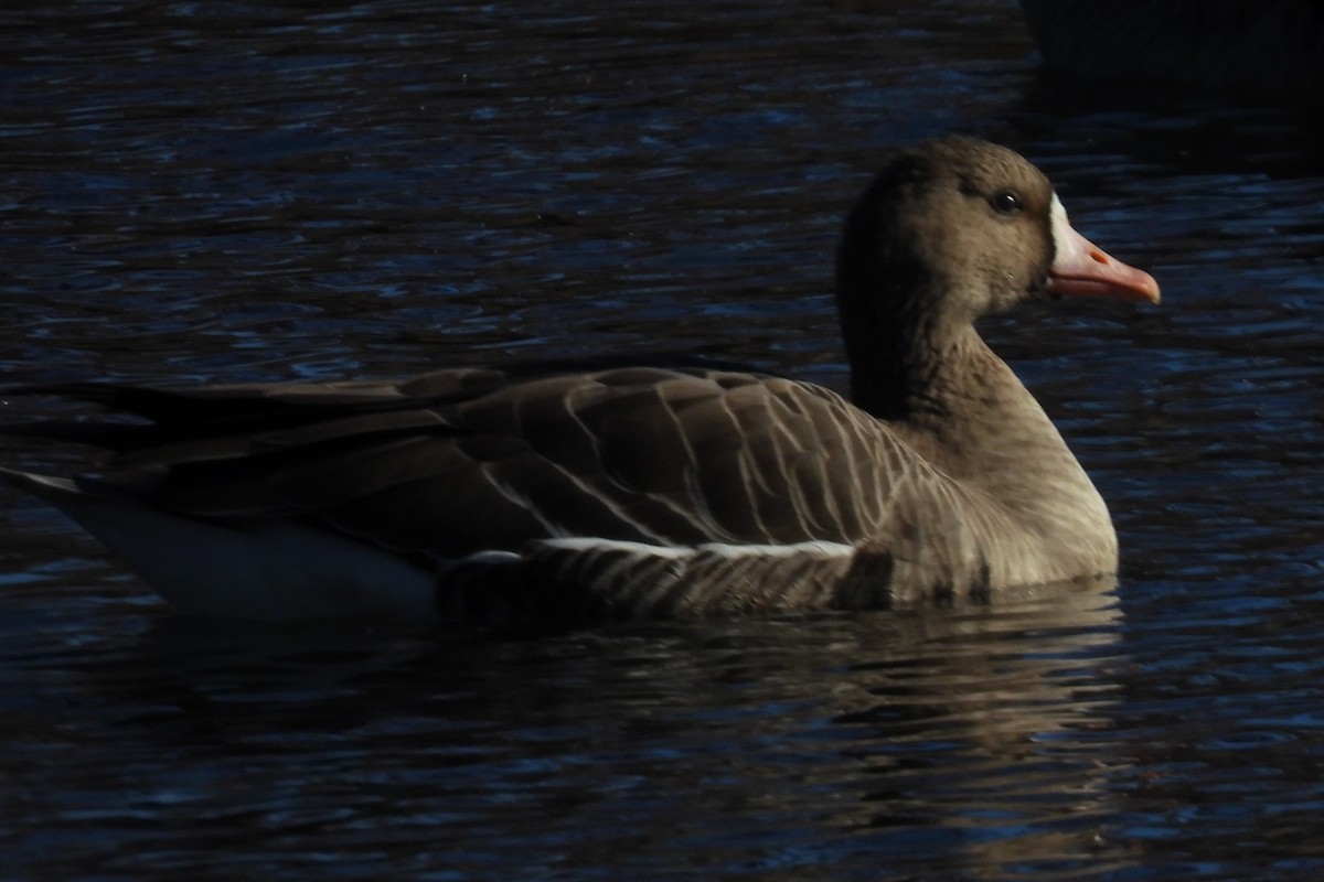 Greater White-fronted Goose - ML611337344