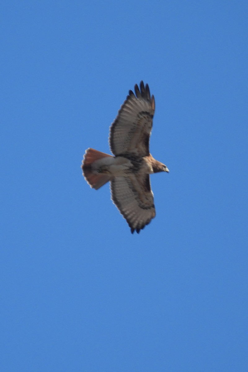 Red-tailed Hawk - ML611337374
