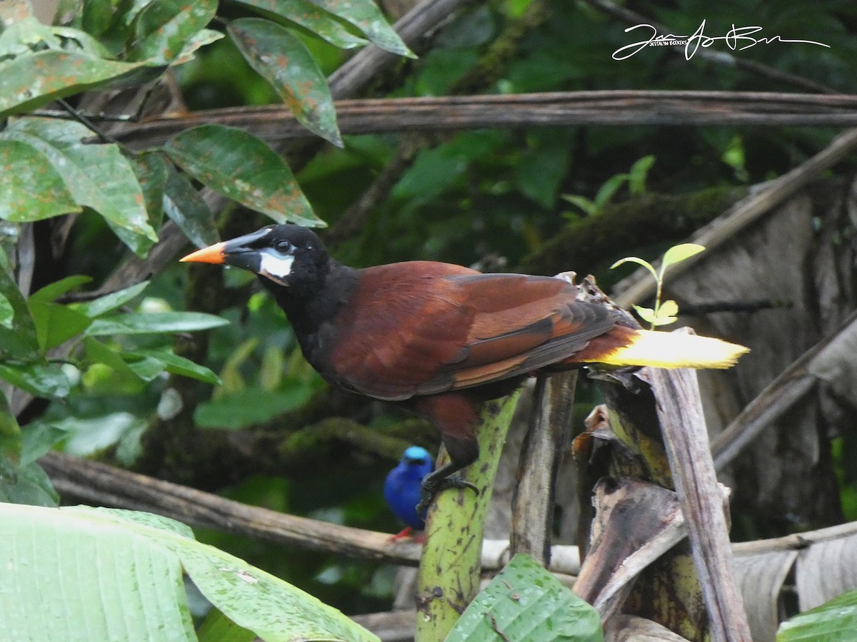 Montezuma Oropendola - ML611337435