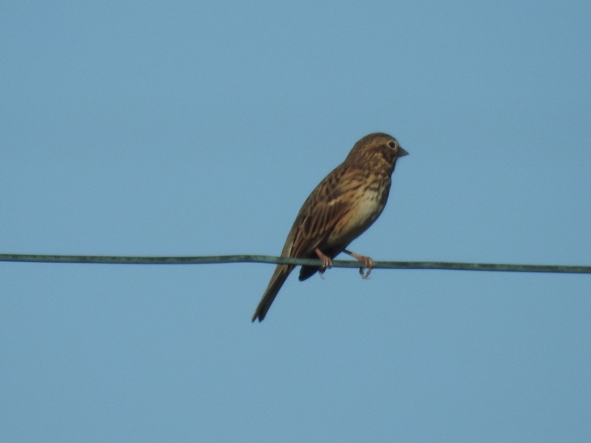 Vesper Sparrow - ML611337436