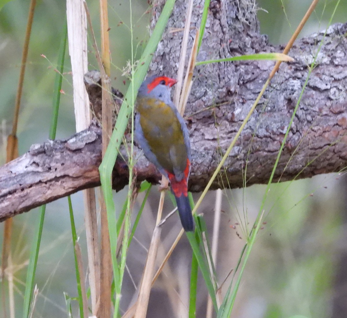Red-browed Firetail - ML611337483