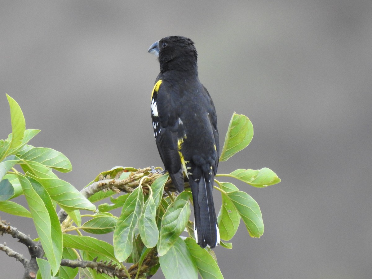 Black-backed Grosbeak - ML611337487