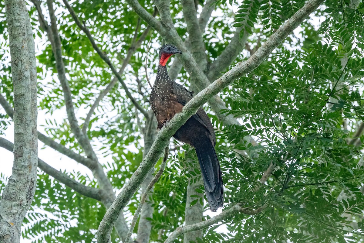 Pava Amazónica - ML611337490