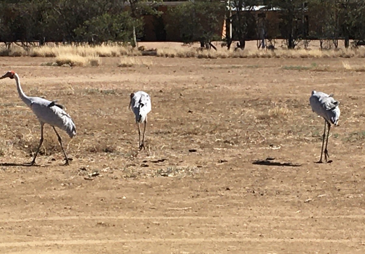 Brolga - ML611337512