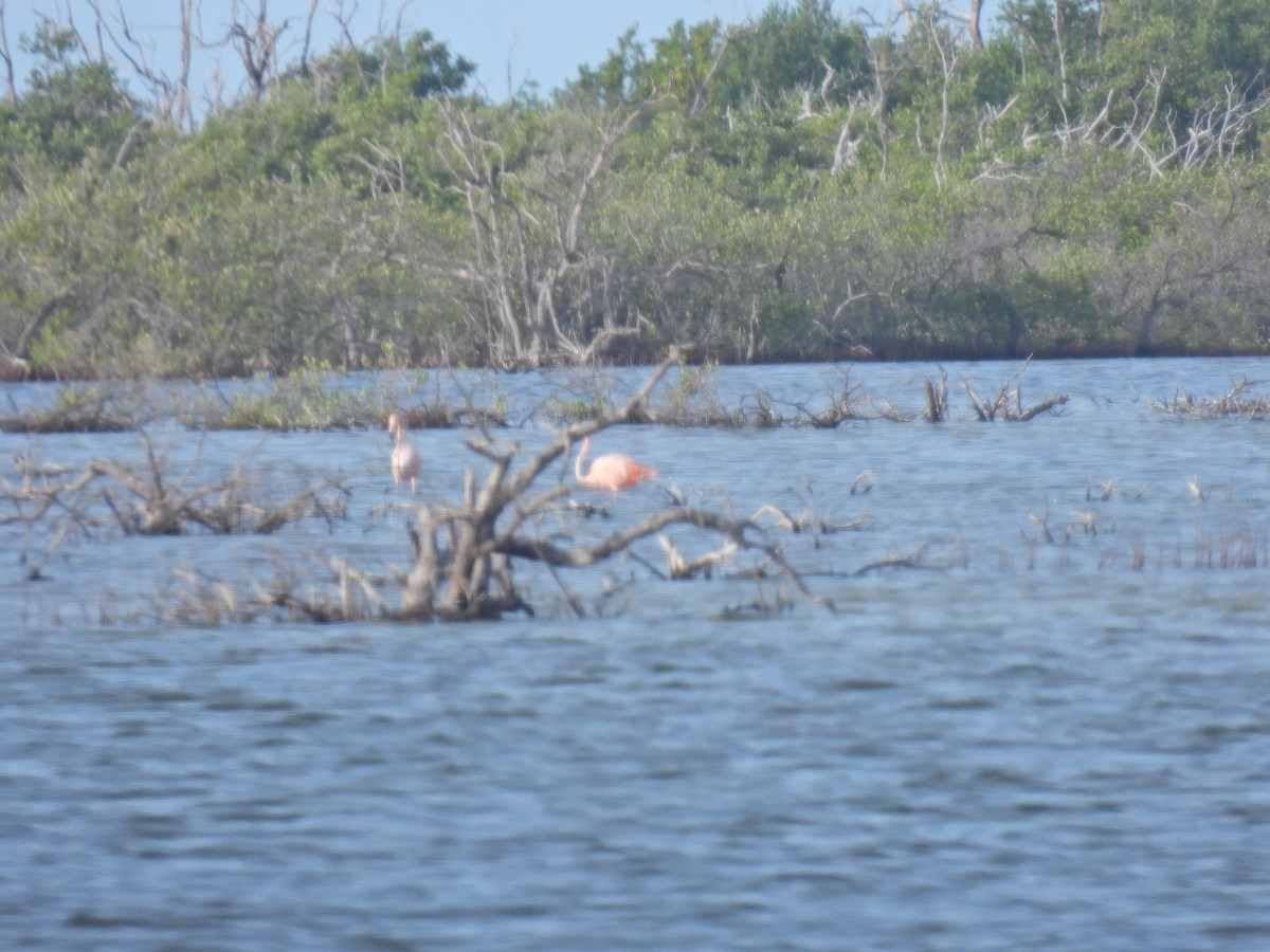 American Flamingo - ML611337529