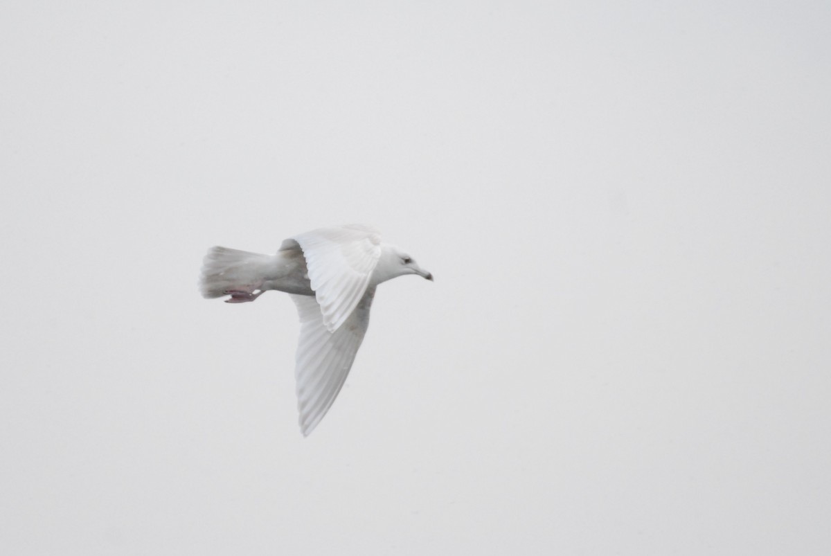 Gaviota Groenlandesa (kumlieni) - ML611337567