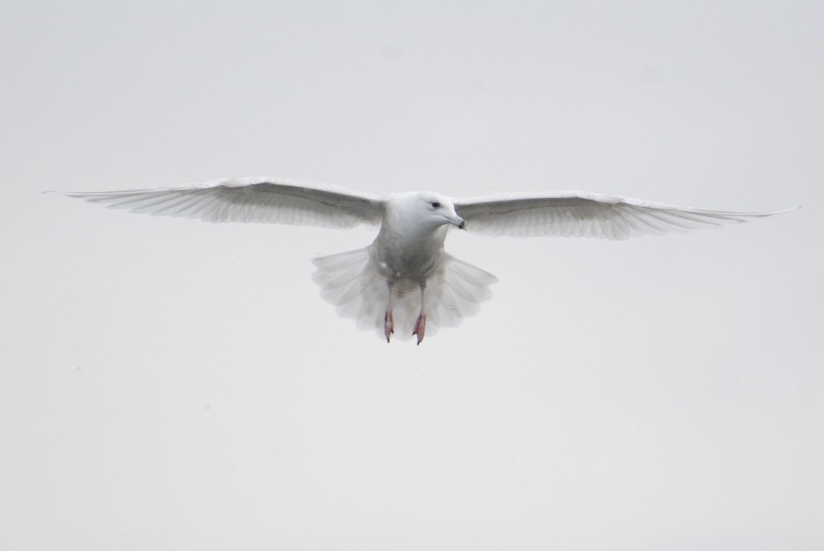 Gaviota Groenlandesa (kumlieni) - ML611337568