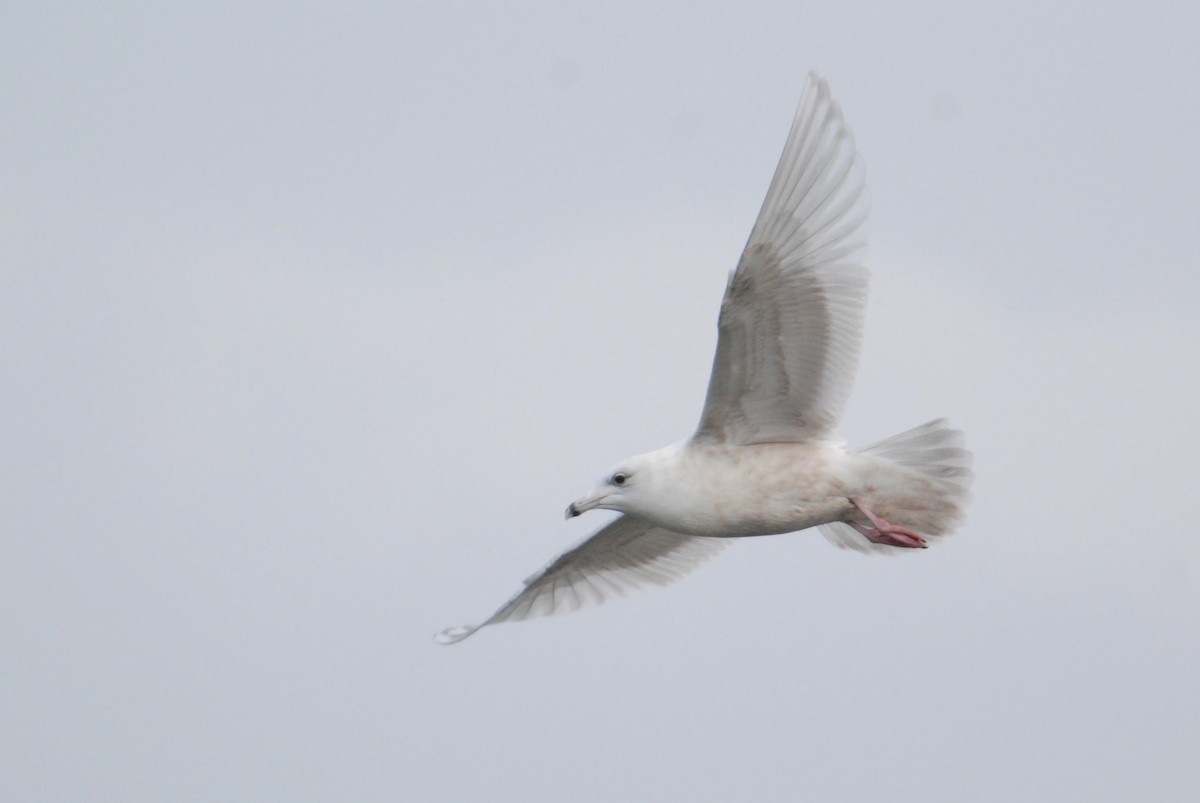 Gaviota Groenlandesa (kumlieni) - ML611337569