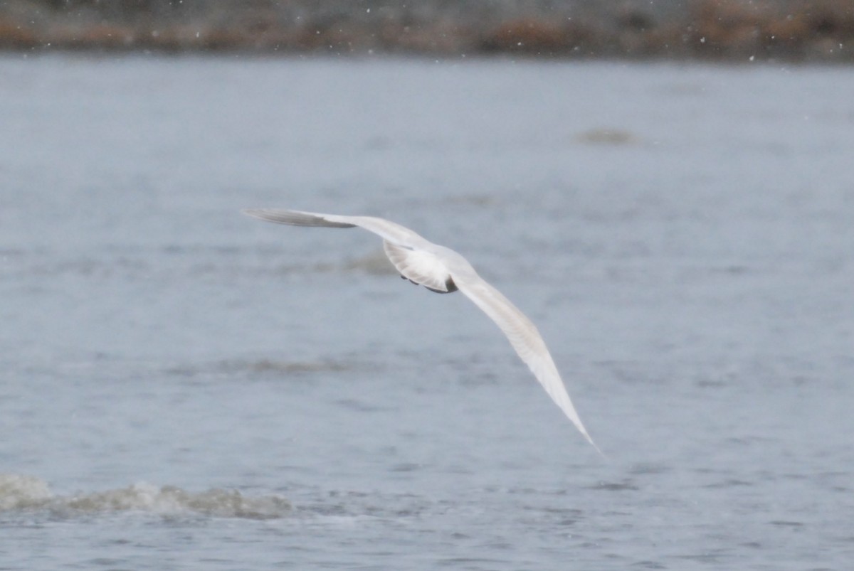 Iceland Gull (kumlieni) - Bobby Nadeau