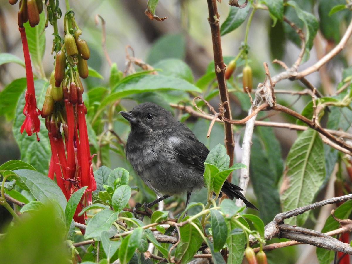 Gray-bellied Flowerpiercer - ML611337583