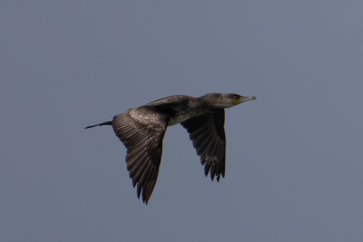 Great Cormorant (Eurasian) - ML611337745