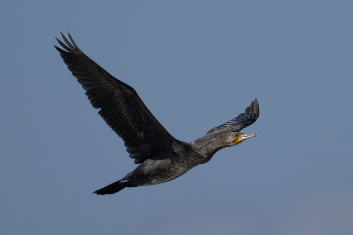 Great Cormorant (Eurasian) - ML611337746