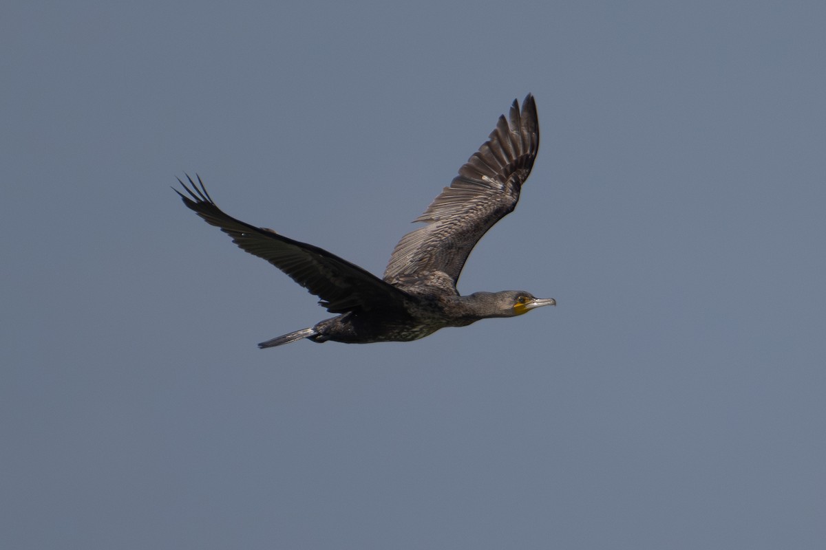 Great Cormorant (Eurasian) - ML611337747