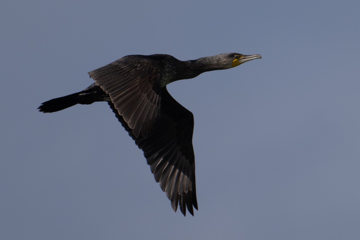 Great Cormorant (Eurasian) - ML611337748