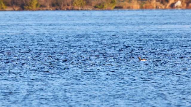 Pacific Loon - ML611337804