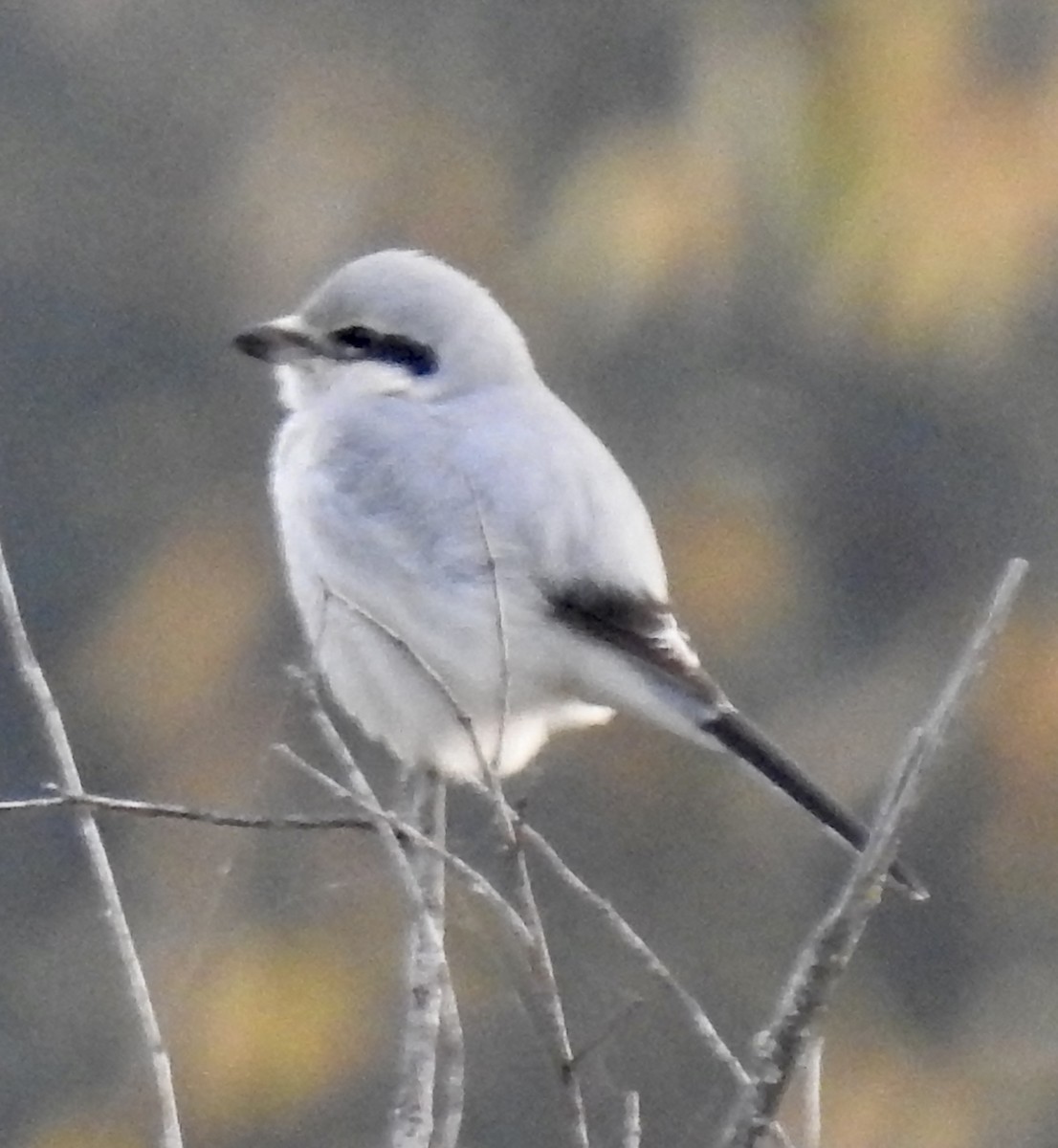 Alcaudón Boreal - ML611337827