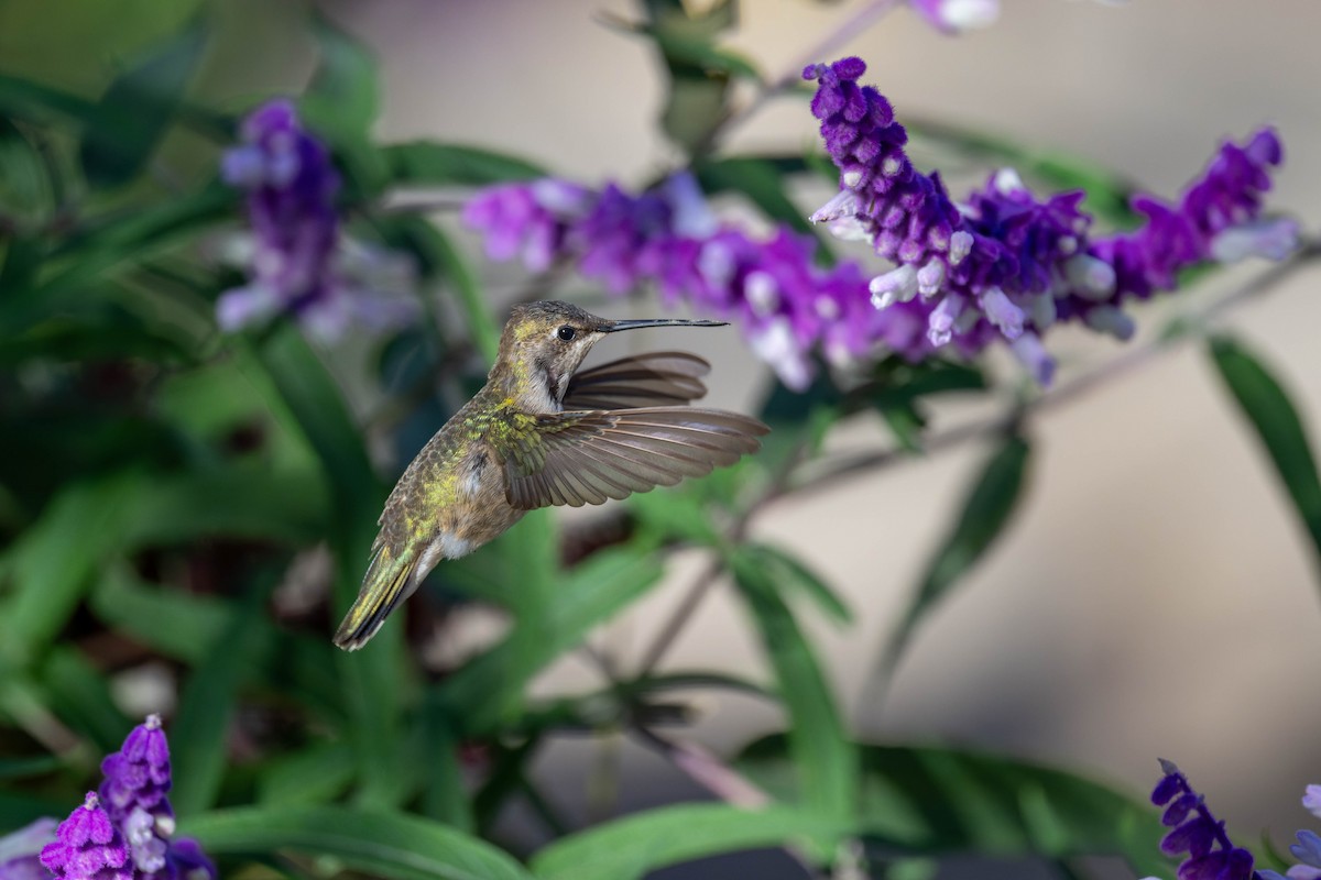 Black-chinned Hummingbird - ML611337828