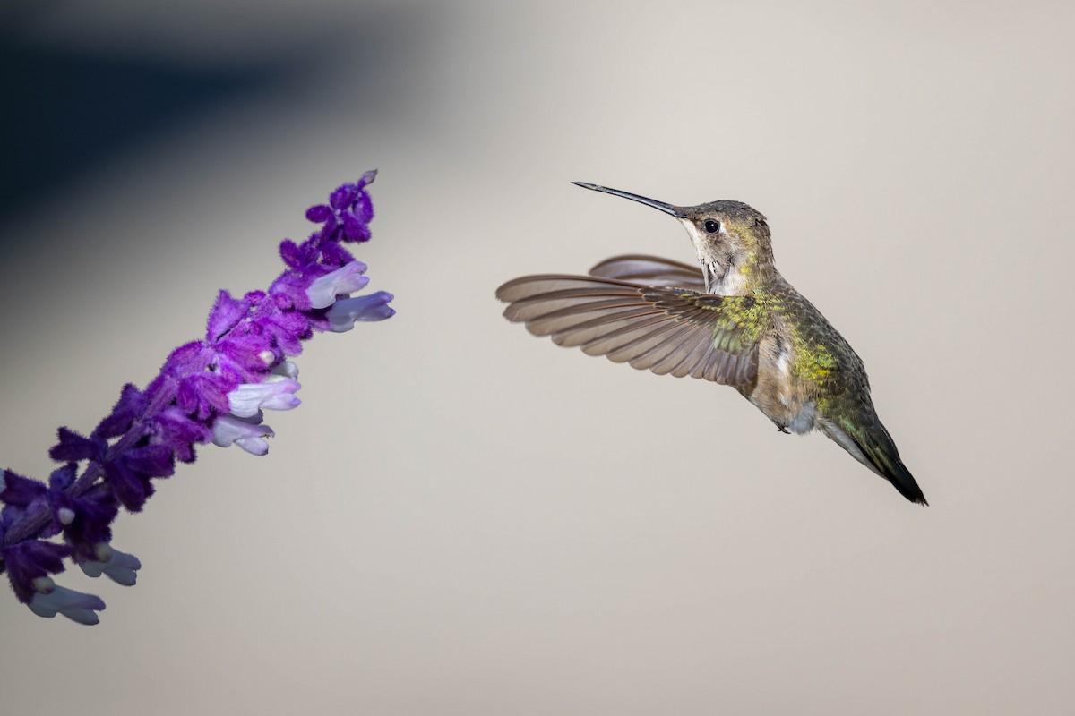 Black-chinned Hummingbird - ML611337829