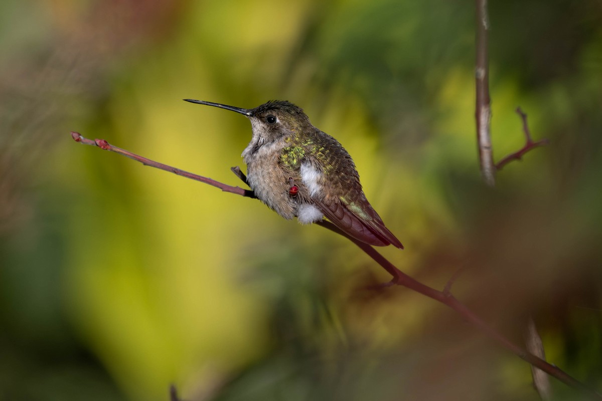 Black-chinned Hummingbird - ML611337830