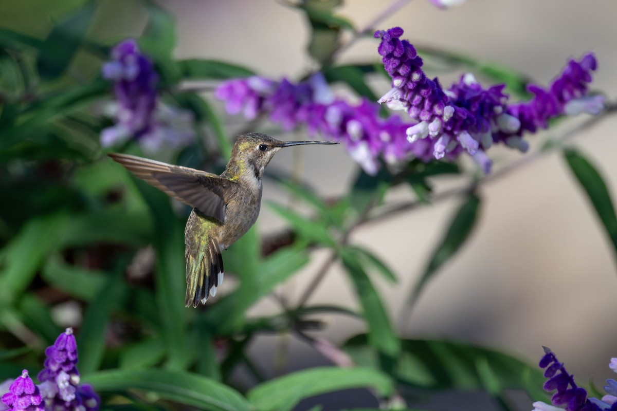 Black-chinned Hummingbird - ML611337831