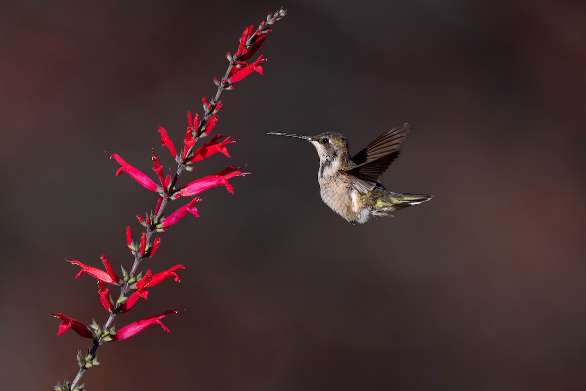 Black-chinned Hummingbird - ML611337832