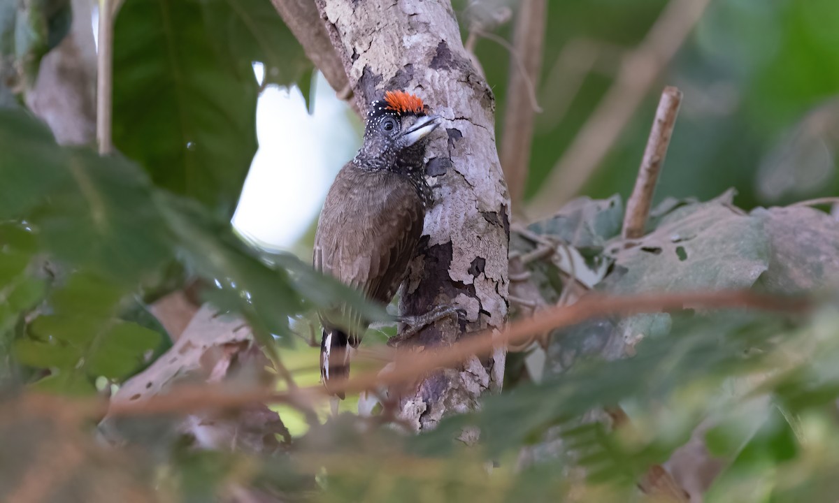 Varzea Piculet - Paul Fenwick