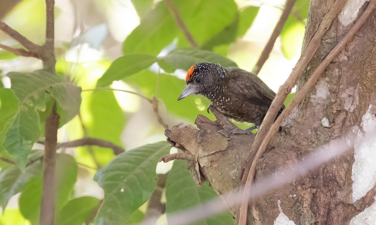 Varzea Piculet - Paul Fenwick