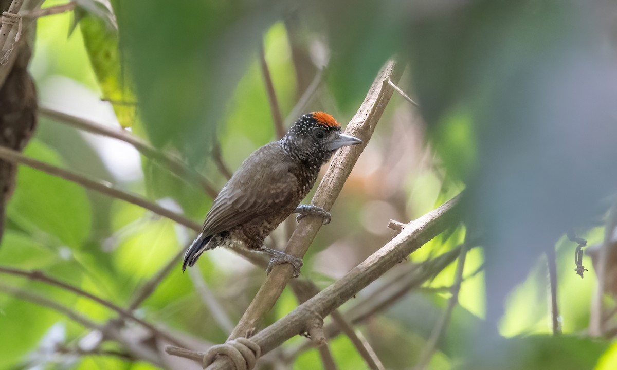 Varzea Piculet - Paul Fenwick