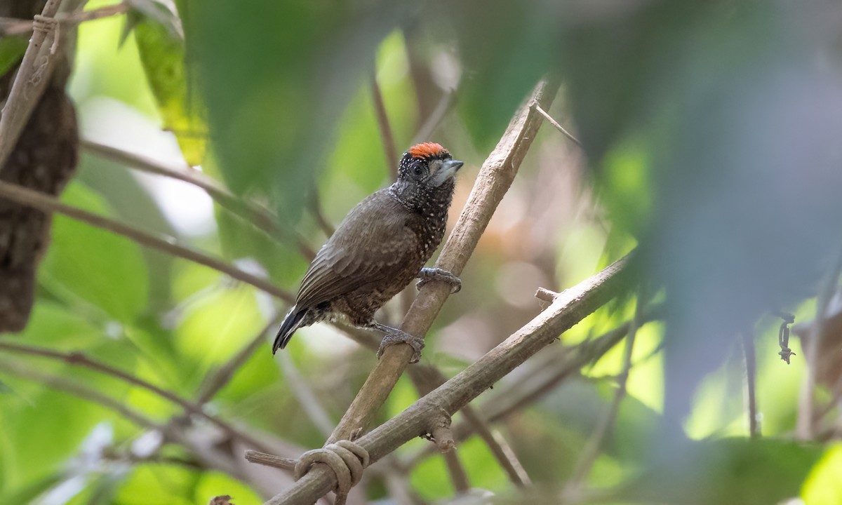 Varzea Piculet - Paul Fenwick