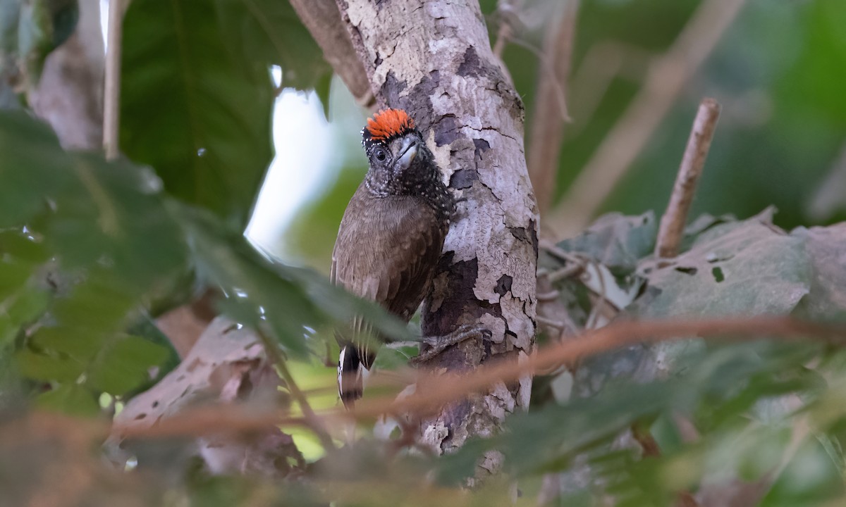 Varzea Piculet - Paul Fenwick