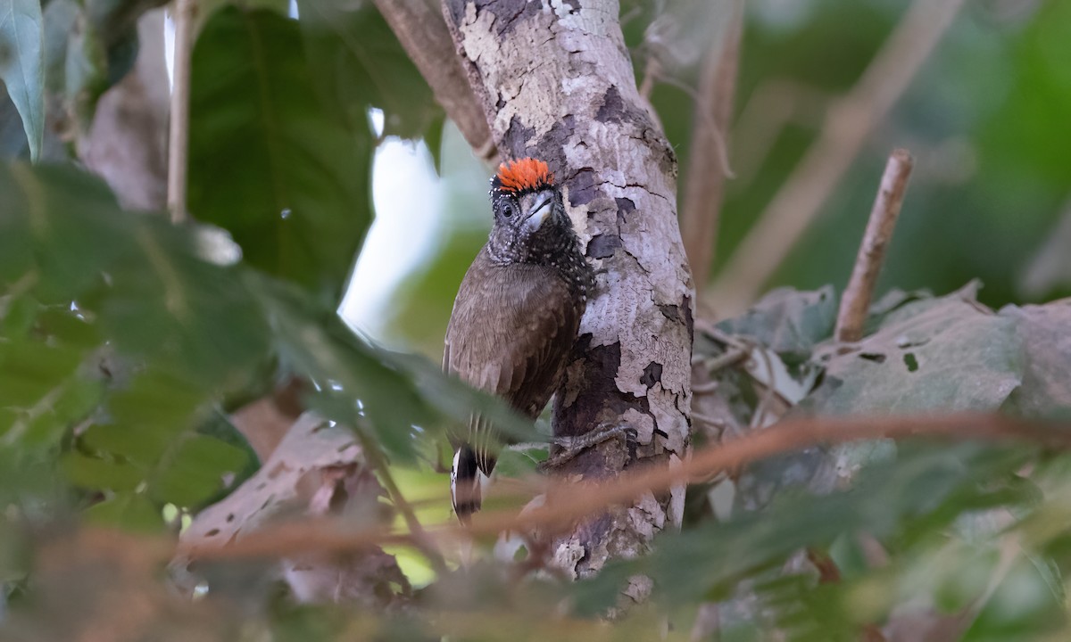 Varzea Piculet - Paul Fenwick