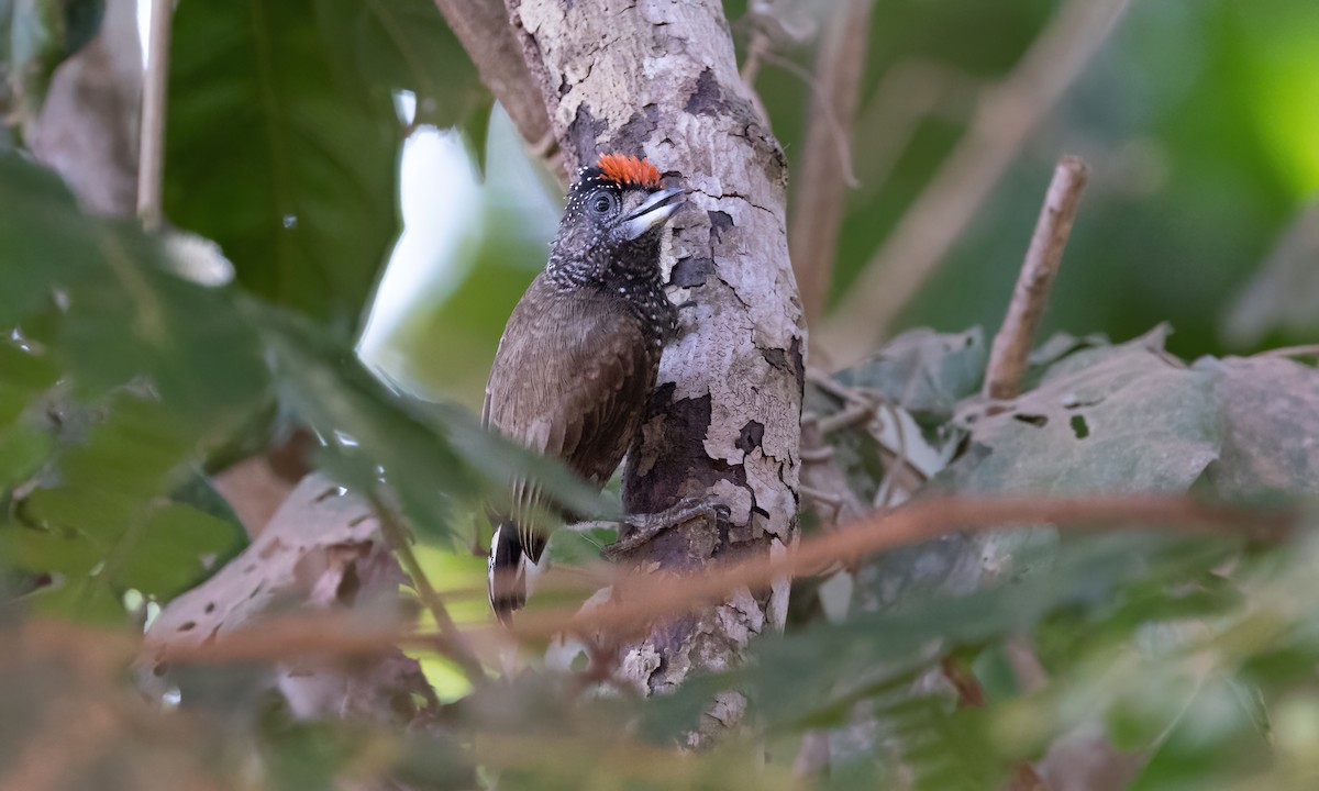 Varzea Piculet - Paul Fenwick