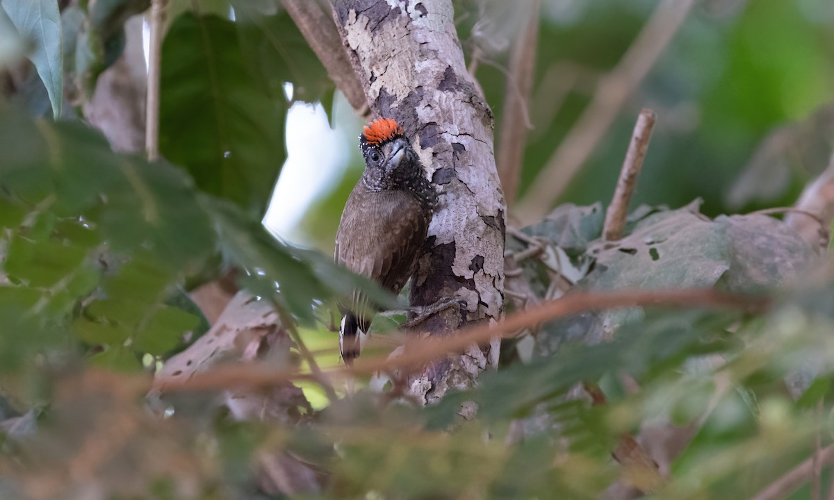 Varzea Piculet - Paul Fenwick