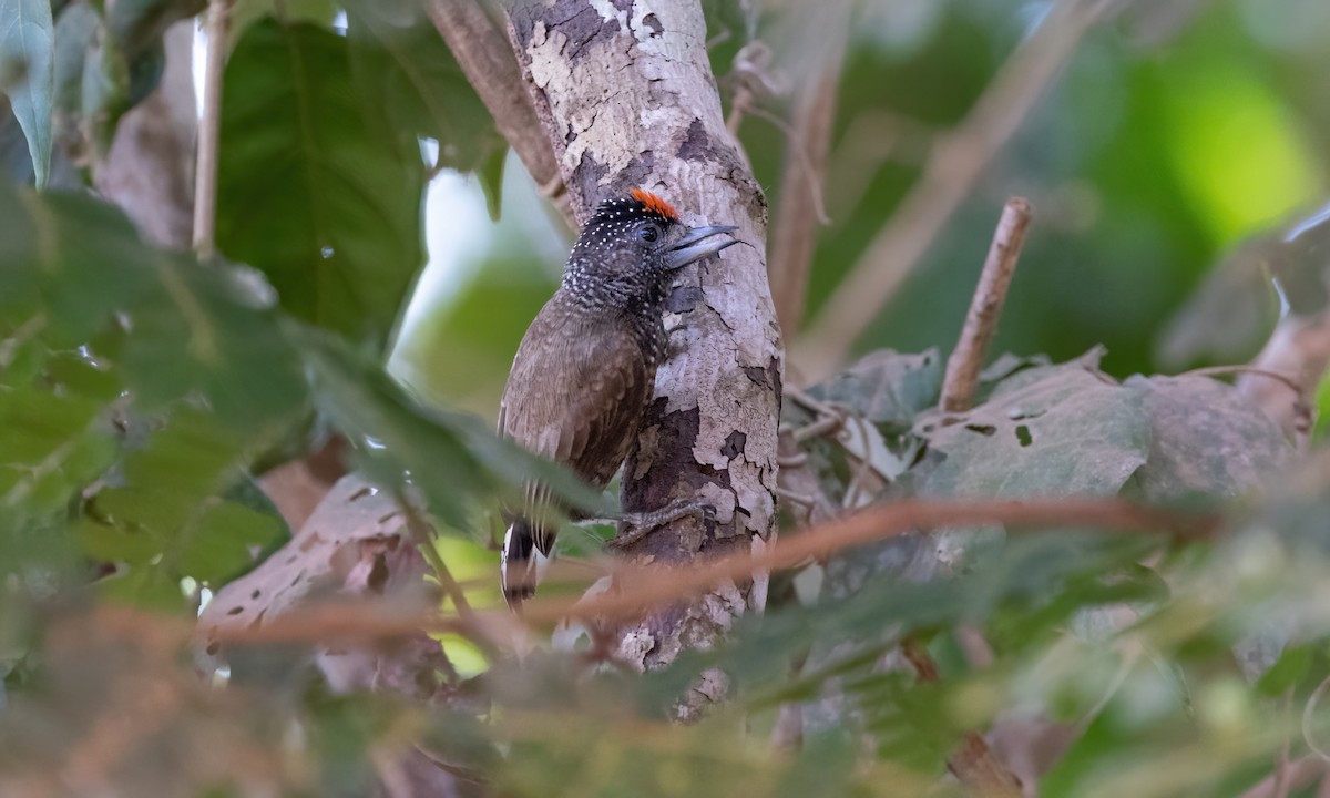 Varzea Piculet - Paul Fenwick