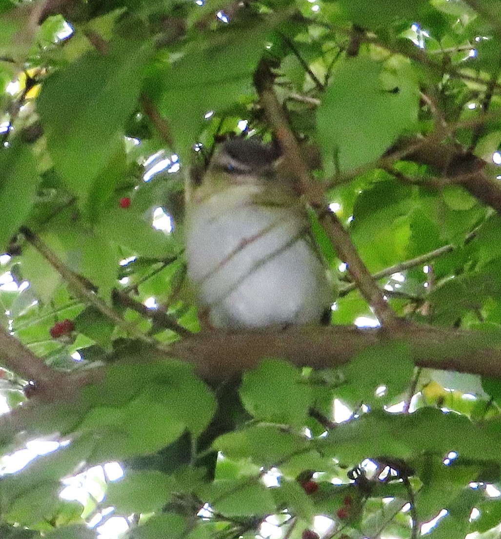 Red-eyed Vireo - ML611337892