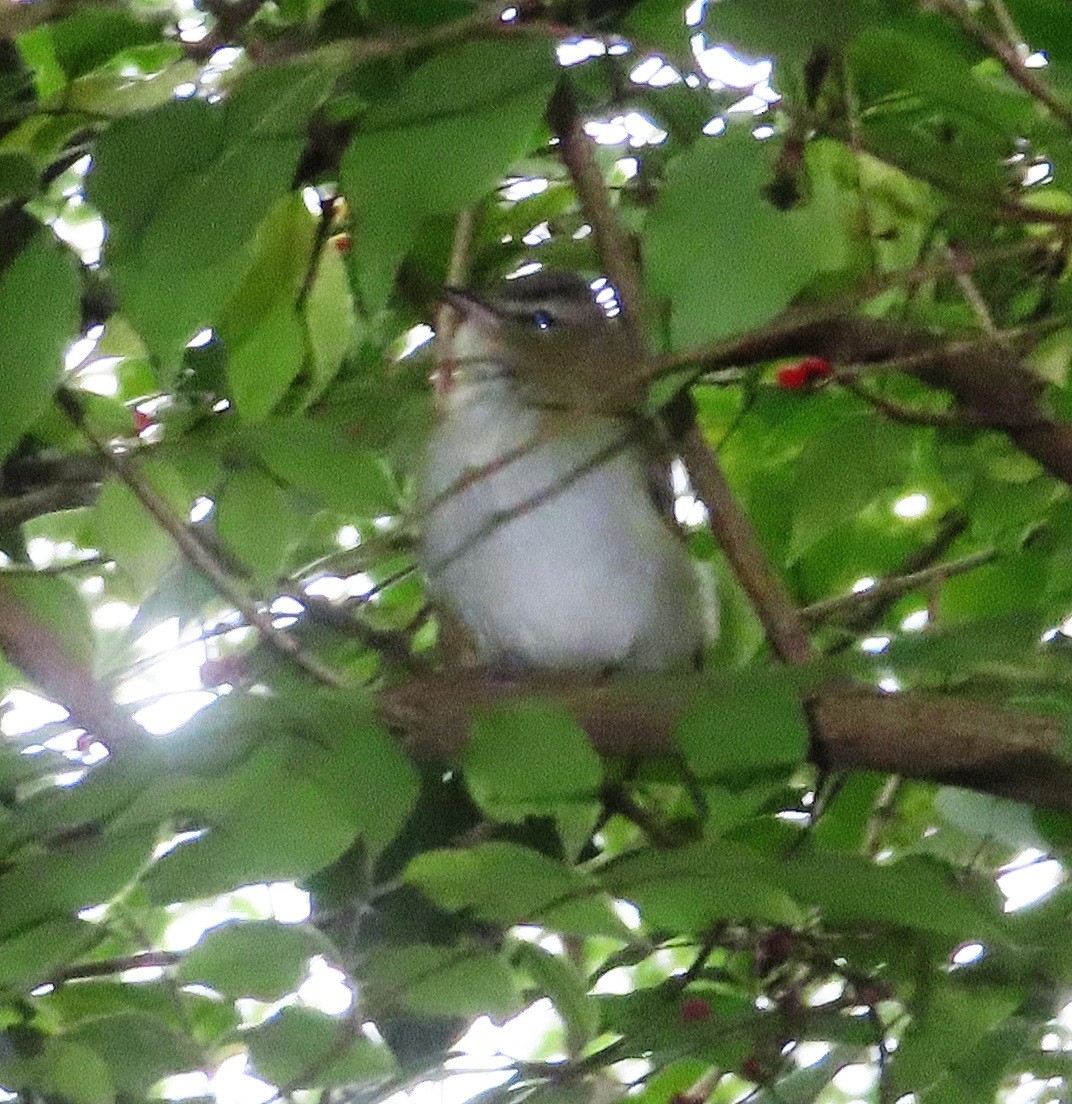 Red-eyed Vireo - ML611337893