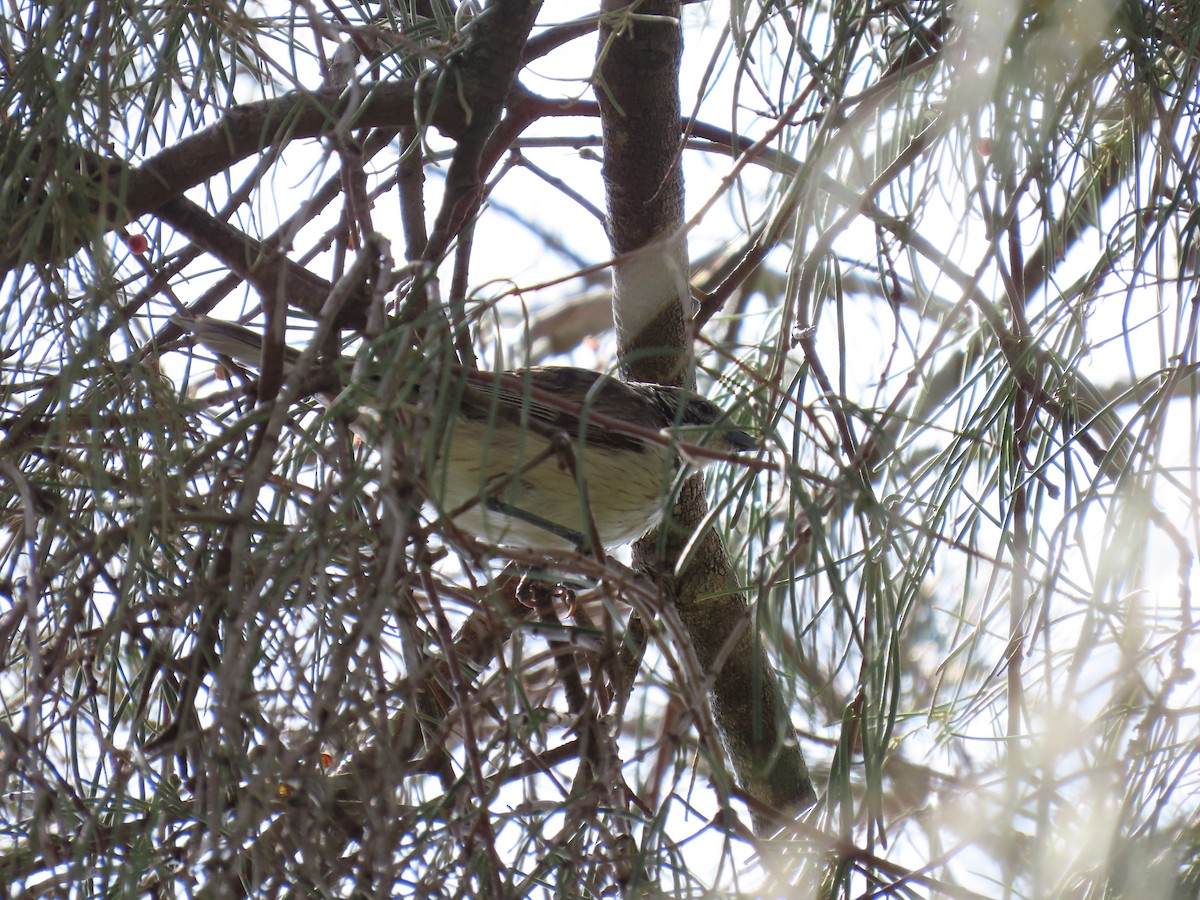 Striped Honeyeater - ML611337898