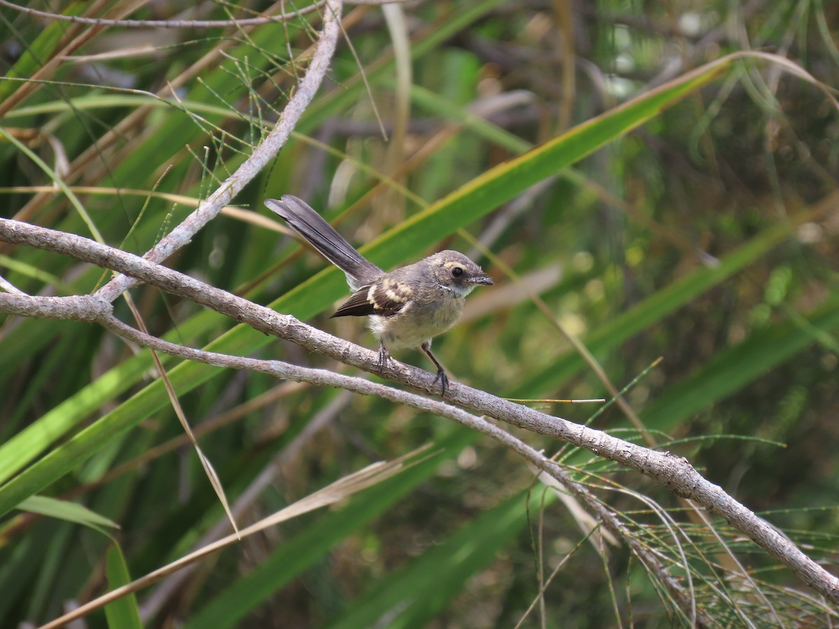 Gray Fantail - ML611337919