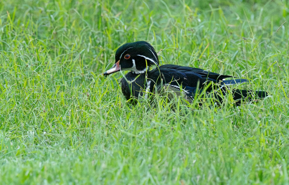 Wood Duck - ML611337921