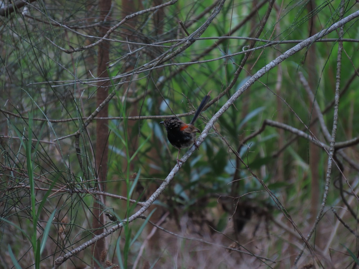 Red-backed Fairywren - ML611337931