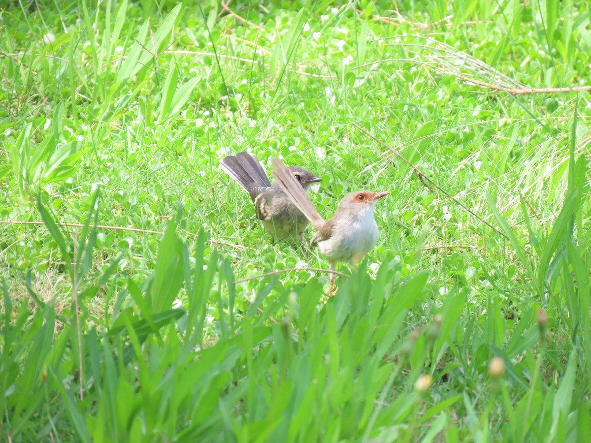 Superb Fairywren - ML611337939