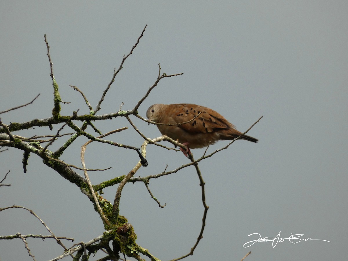 Ruddy Ground Dove - ML611337944