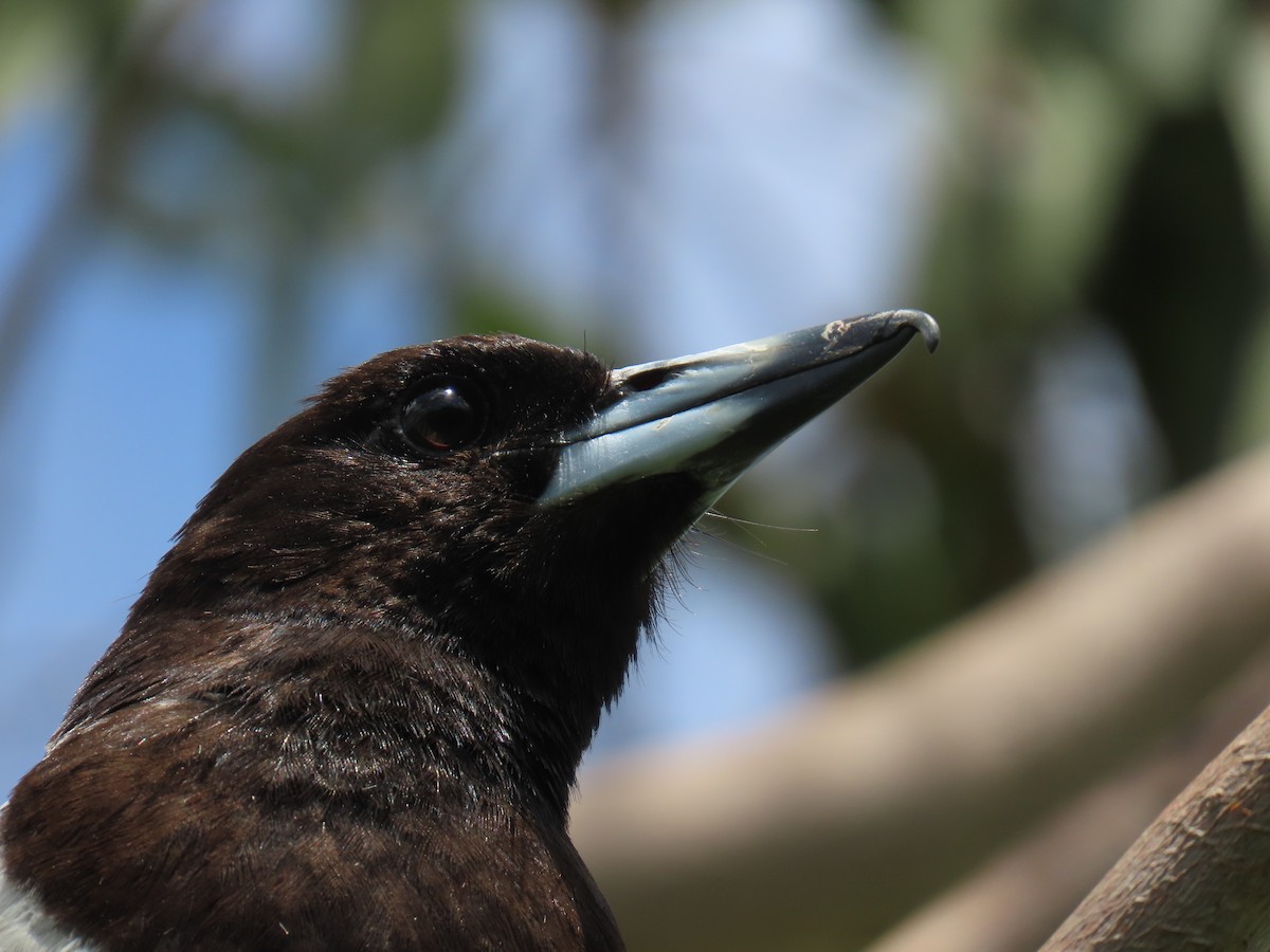 Pied Butcherbird - ML611337974