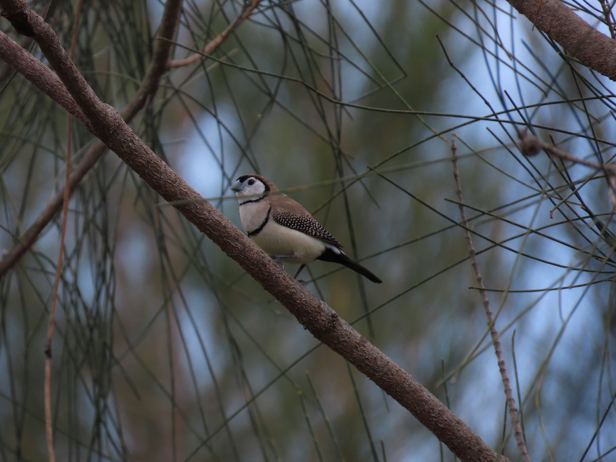 Double-barred Finch - ML611337985